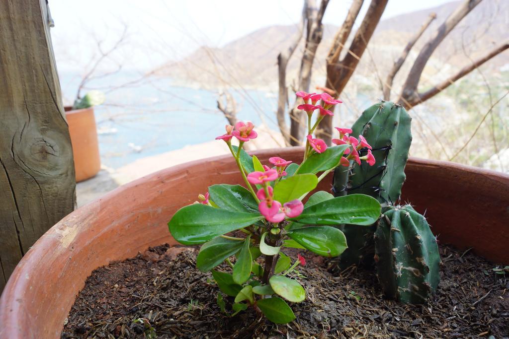 Hotel Cactus ตากังกา ภายนอก รูปภาพ